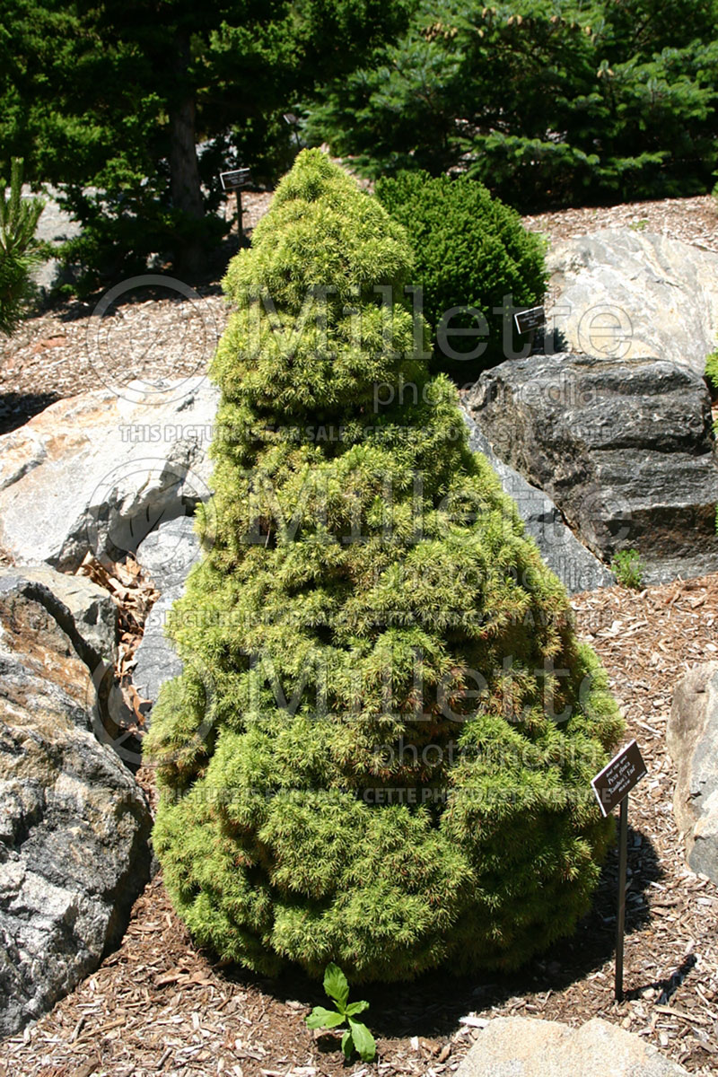Picea Rainbow's End (Spruce conifer) 1  