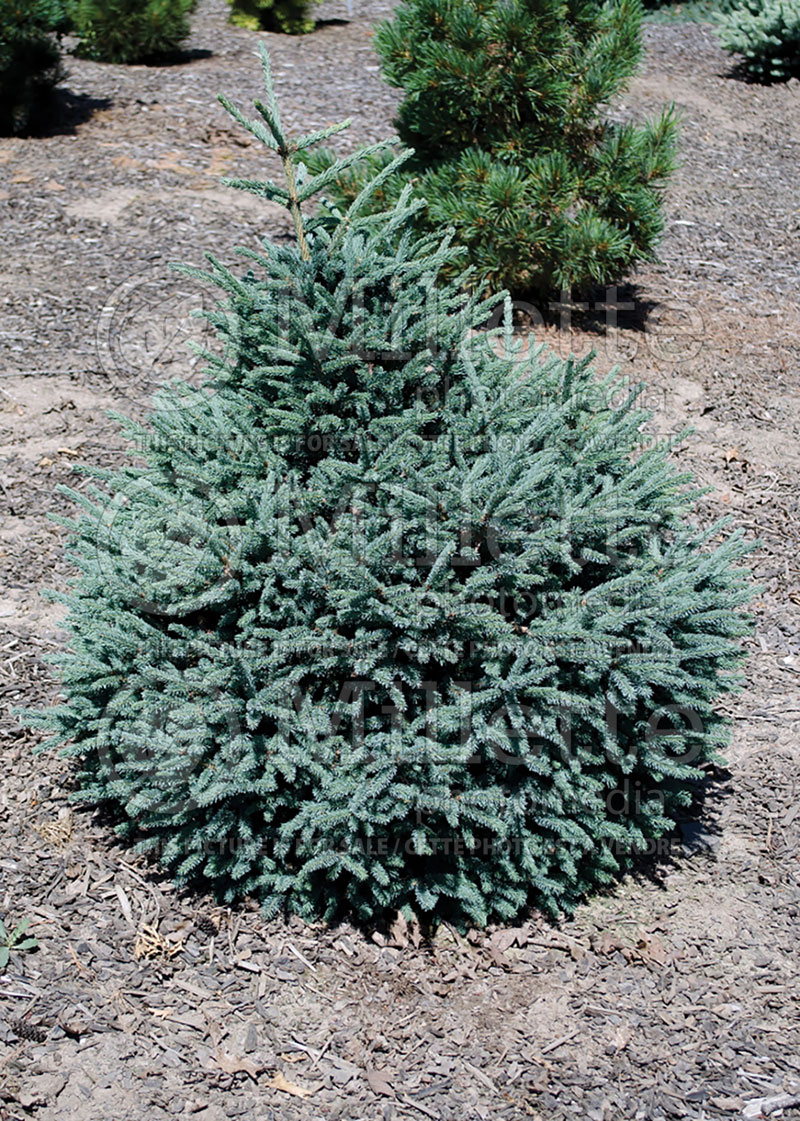 Picea Blue Teardrop (Spruce conifer) 1