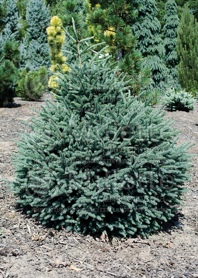 Picea Blue Teardrop (Spruce conifer) 2