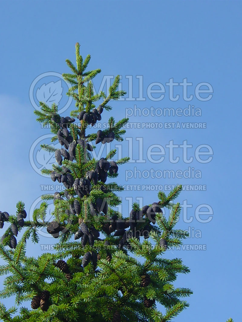 Picea omorika (Serbian spruce Mountain Spruce conifer) 6 