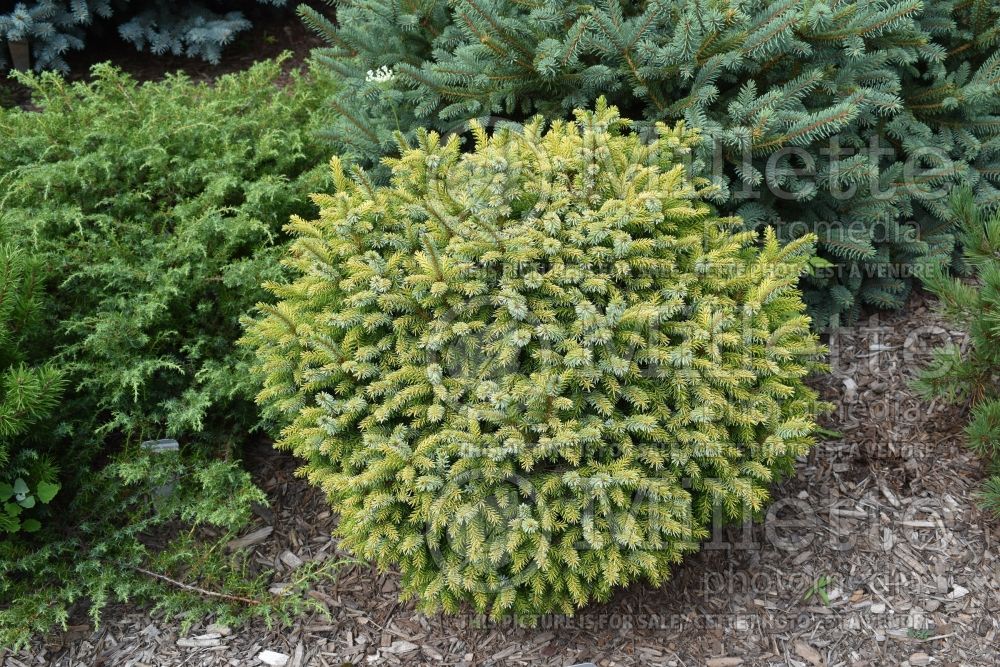 Picea Golden Midget (Serbian spruce Mountain Spruce conifer) 1