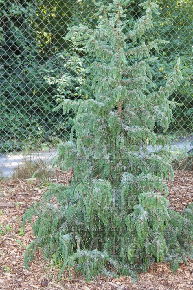 Picea Gotelli Weeping (Spruce conifer) 1