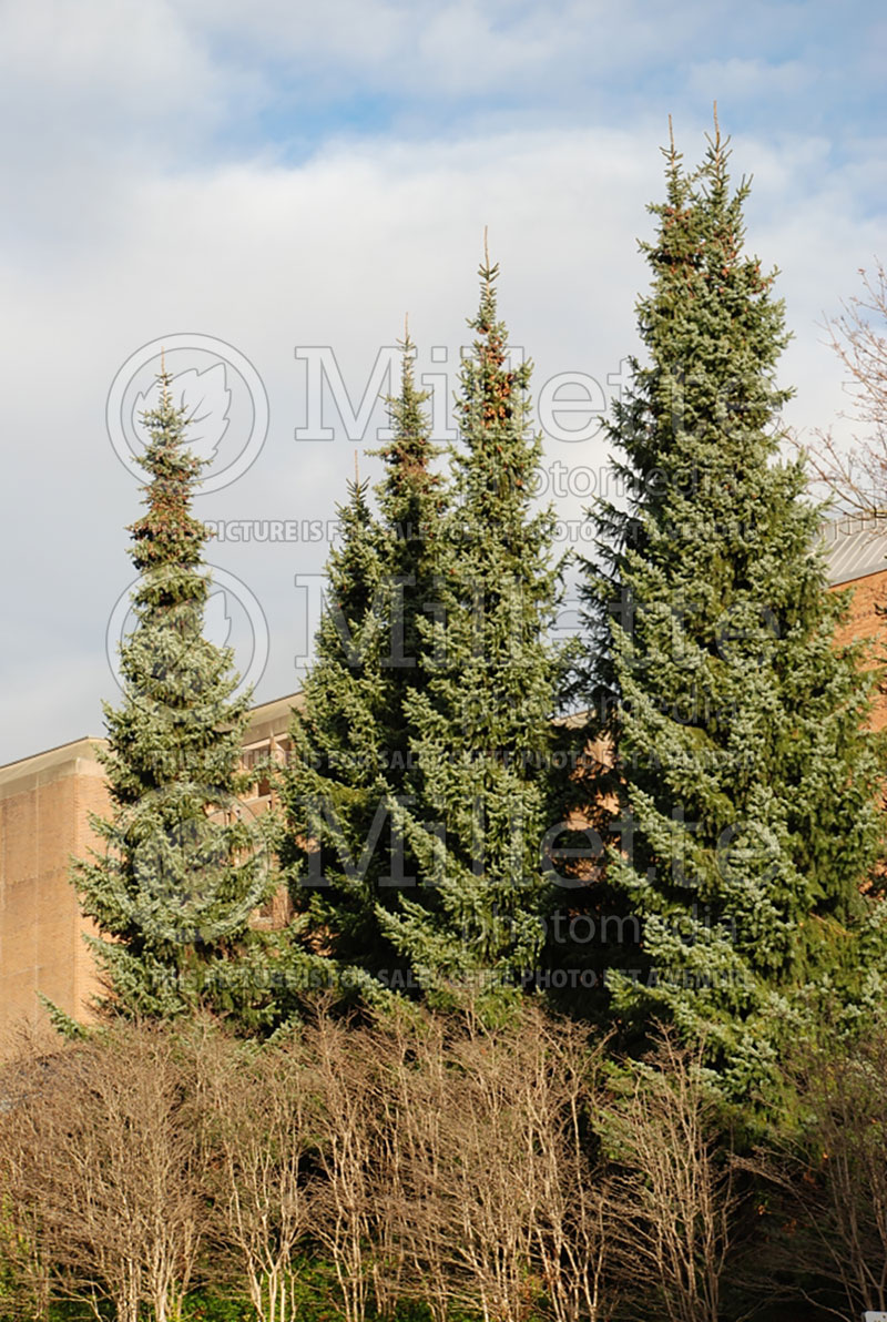 Picea omorika (Serbian spruce Mountain Spruce conifer) 7 