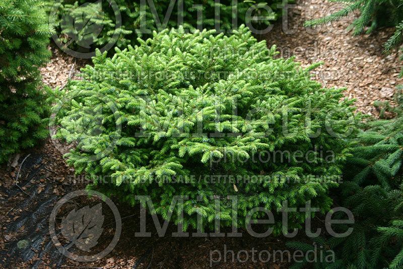 Picea Minima (Serbian spruce Mountain Spruce conifer) 1