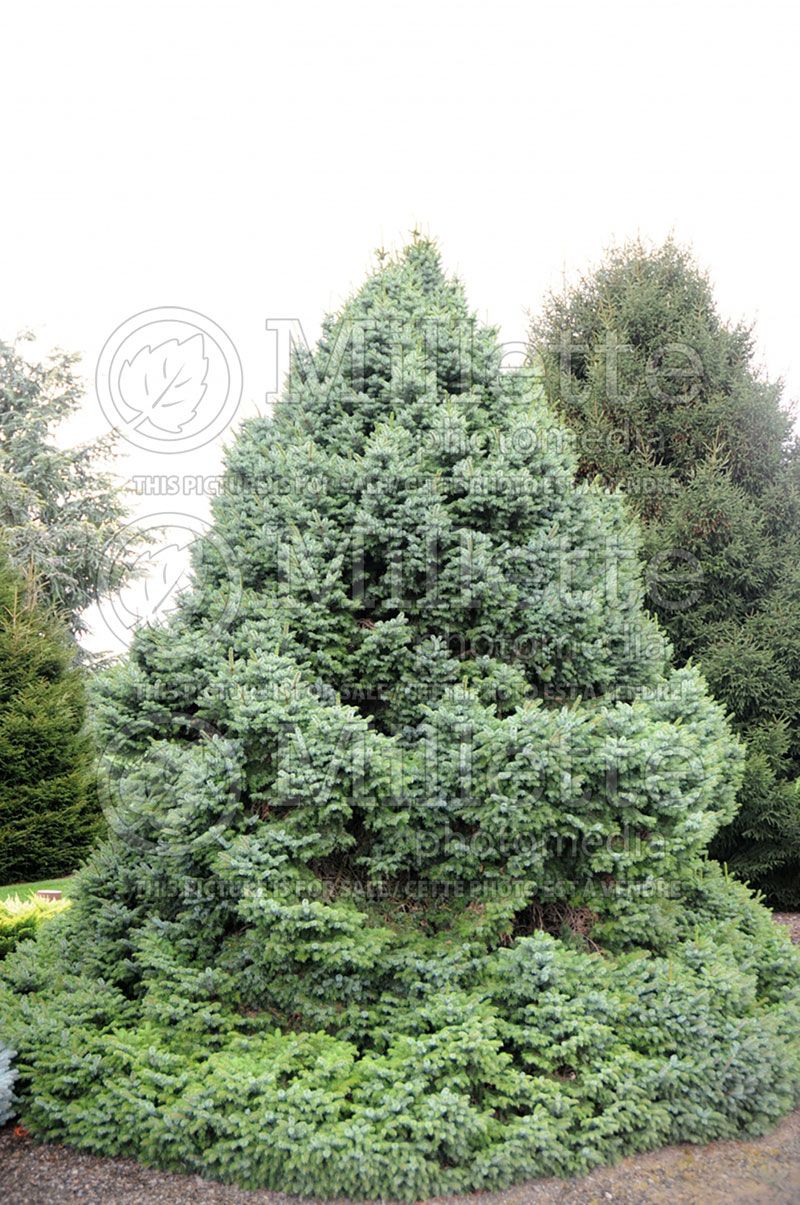 Picea omorika Nana (Serbian spruce Mountain Spruce conifer)  8