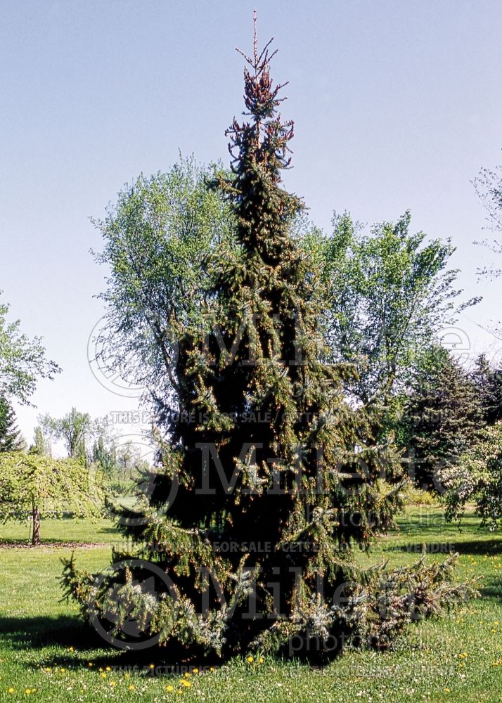 Picea omorika Pendula (Serbian spruce Mountain Spruce conifer) 4 