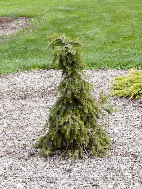 Picea omorika Pendula Bruns (Serbian spruce Mountain Spruce conifer) 4