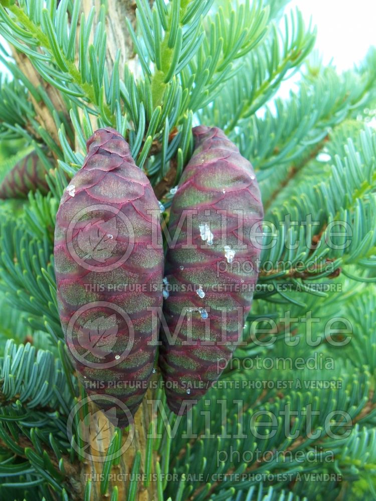 Picea omorika Pendula (Serbian spruce Mountain Spruce conifer) 10 