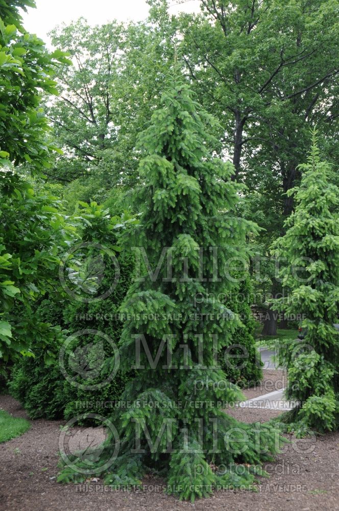 Picea omorika Pendula (Serbian spruce Mountain Spruce conifer) 14 