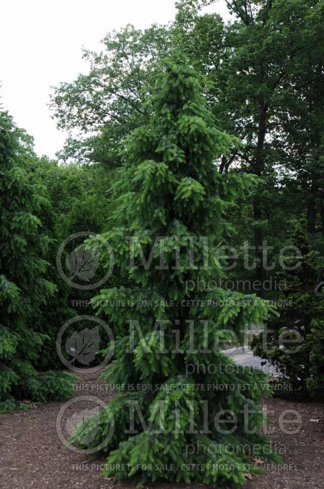 Picea omorika Pendula (Serbian spruce Mountain Spruce conifer) 15 