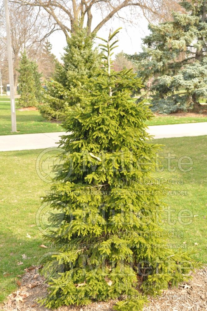 Picea orientalis (Oriental spruce or Caucasian spruce) 4