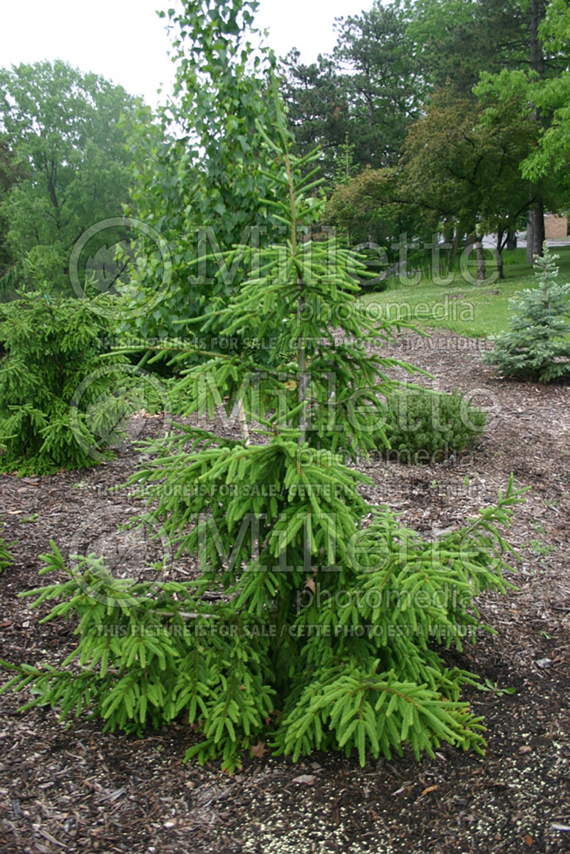 Picea Gowdy (Oriental Spruce conifer)  2
