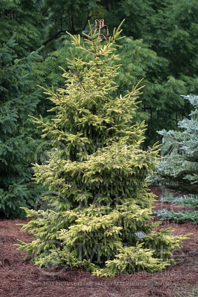 Picea Skylands (Oriental Spruce conifer) 6