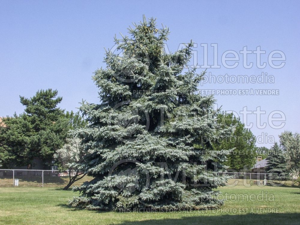 Picea pungens (Serbian spruce Mountain Spruce conifer) 4 