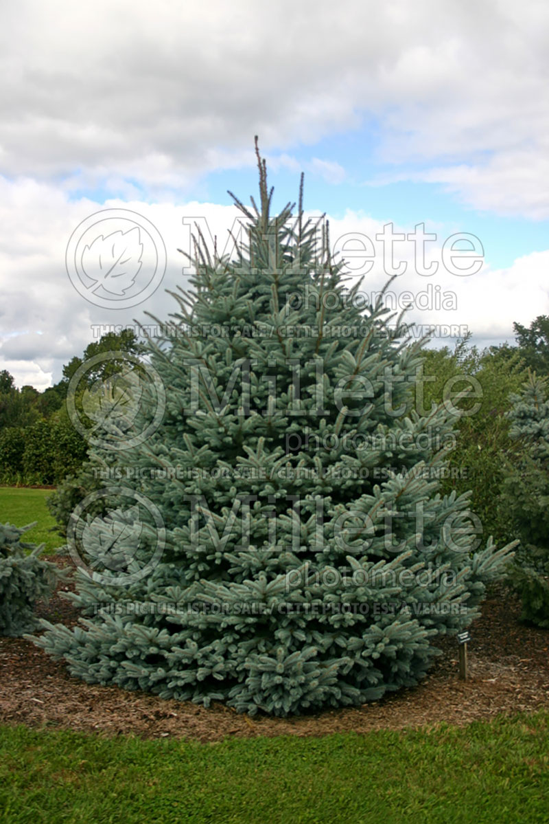 Picea Fat Albert (Serbian spruce Mountain Spruce conifer) 2 