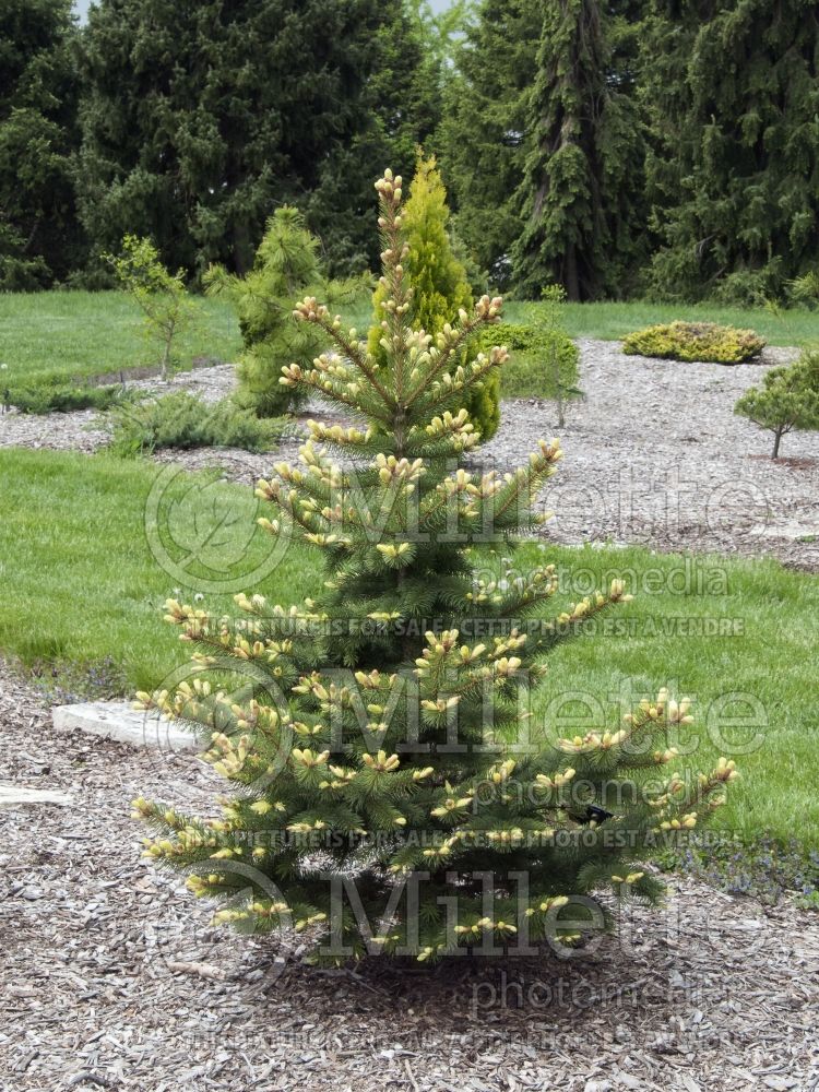 Picea Gebelle's Golden Springs (Serbian spruce Mountain Spruce conifer) 1 