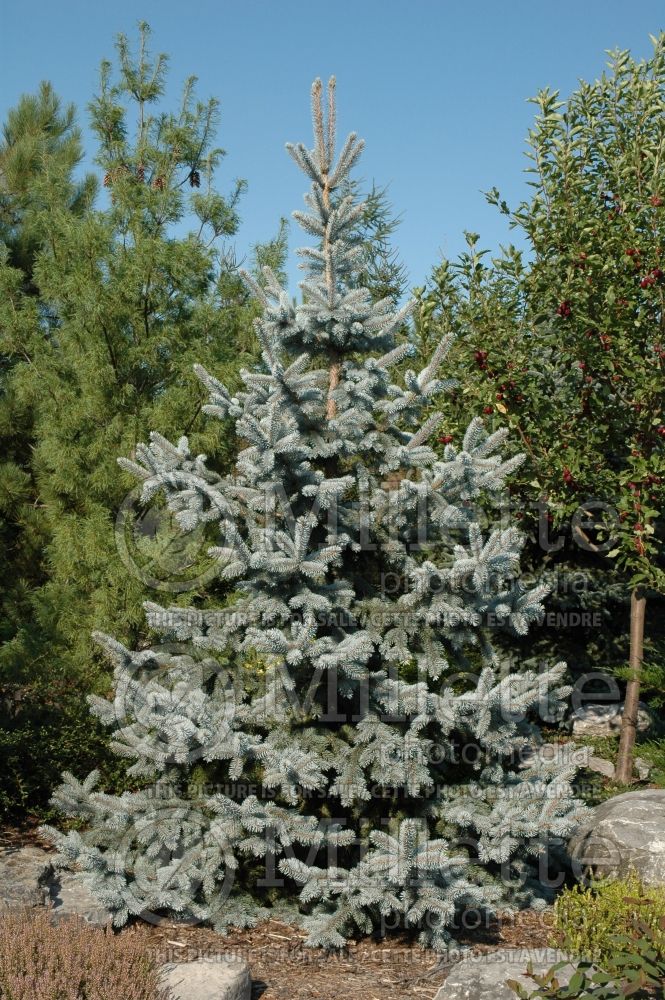 Picea Hoopsii (Serbian spruce Mountain Spruce conifer) 3