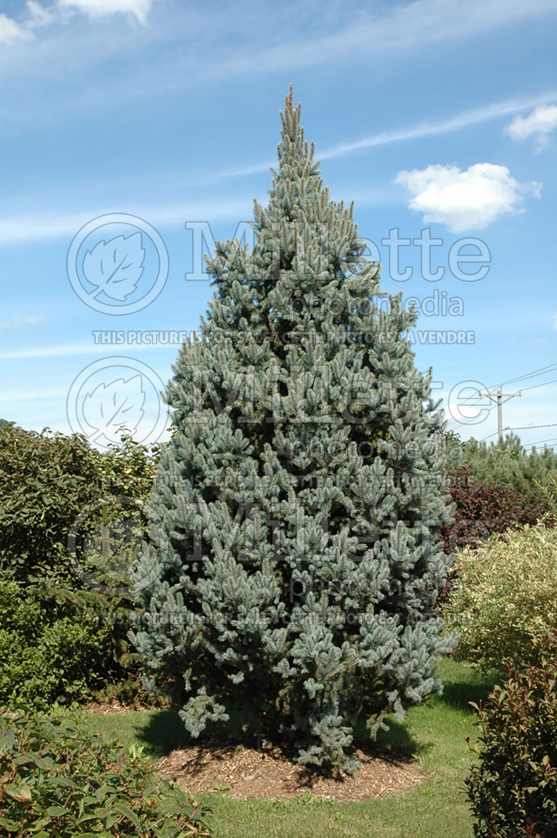Picea Iseli Fastigiata (Mountain Spruce conifer - épinette) 6