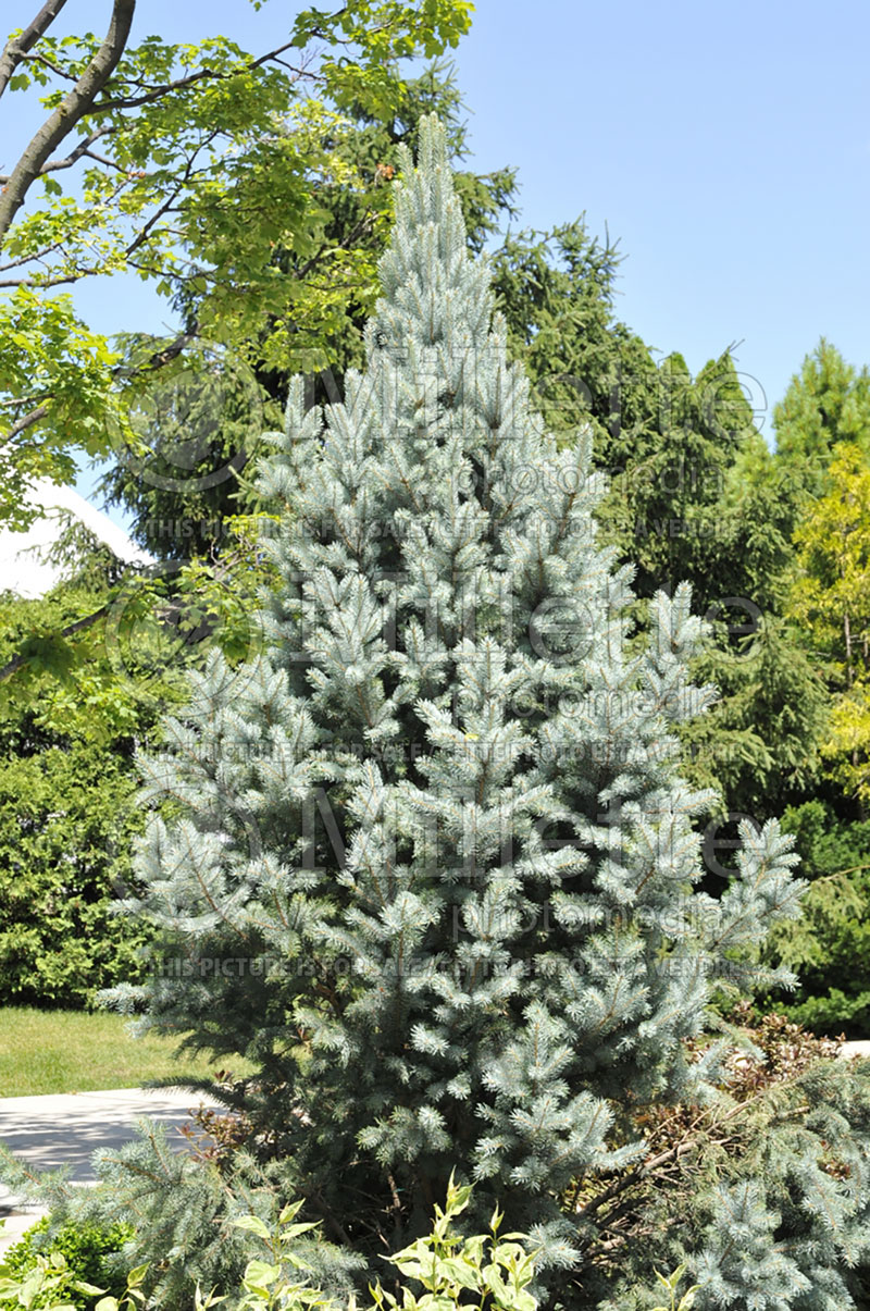 Picea Iseli Fastigiata (Mountain Spruce conifer - épinette) 4 