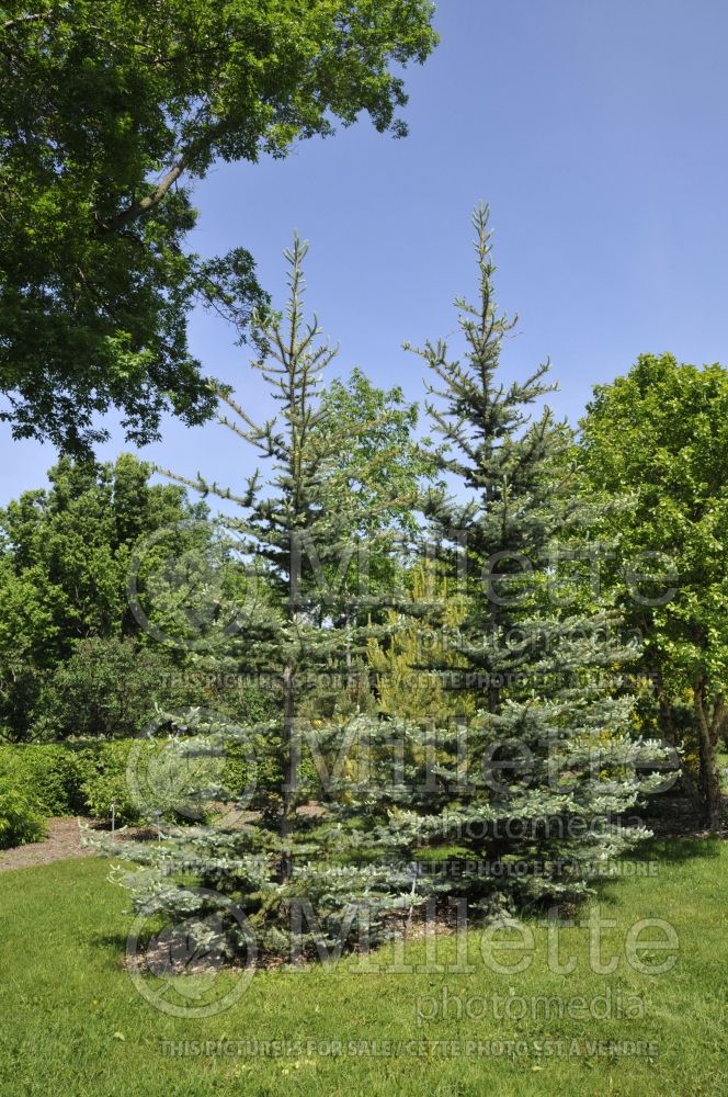 Picea Iseli Foxtail (Serbian spruce Mountain Spruce conifer) 1 