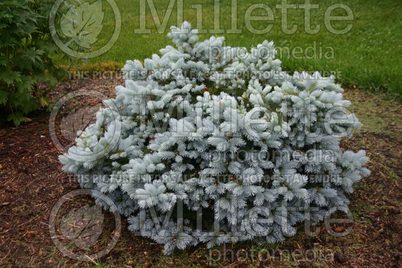 Picea Montgomery (Serbian spruce Mountain Spruce conifer) 10 