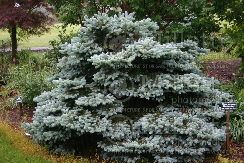 Picea Montgomery (Serbian spruce Mountain Spruce conifer) 2 