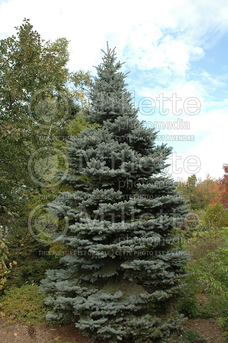Picea Montgomery (Serbian spruce Mountain Spruce conifer) 7 