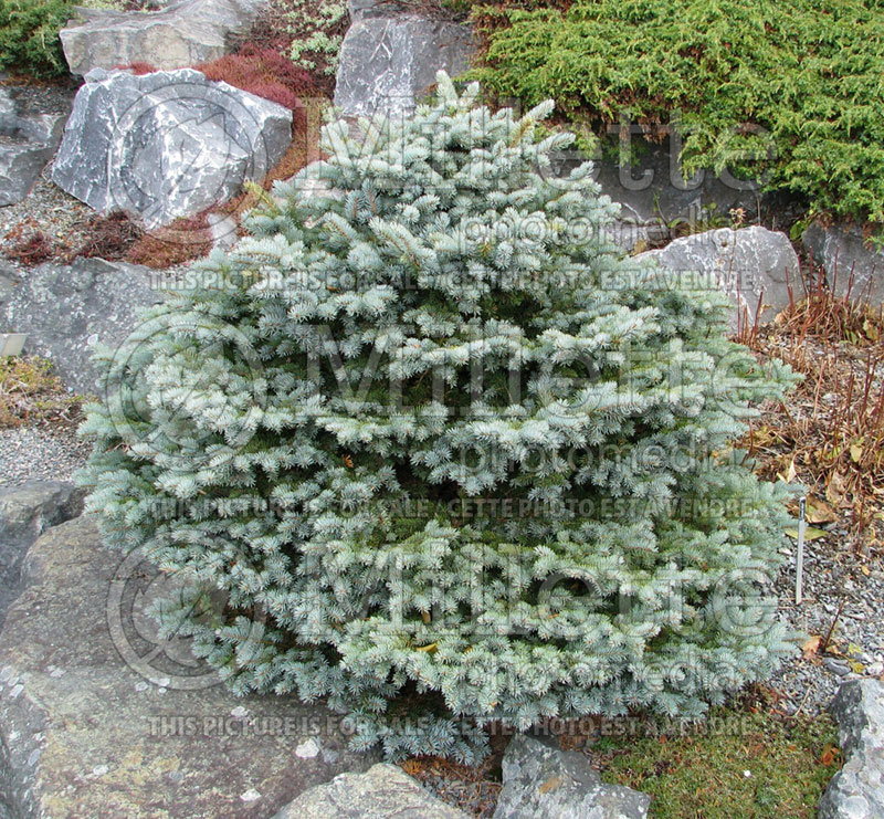 Picea Montgomery (Serbian spruce Mountain Spruce conifer) 9 