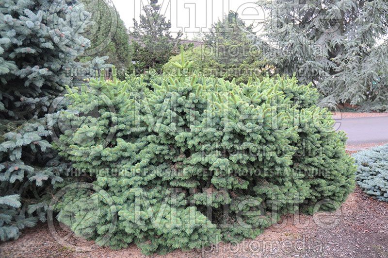 Picea Mrs. Cesarini (Colorado spruce Mountain Spruce conifer)  3