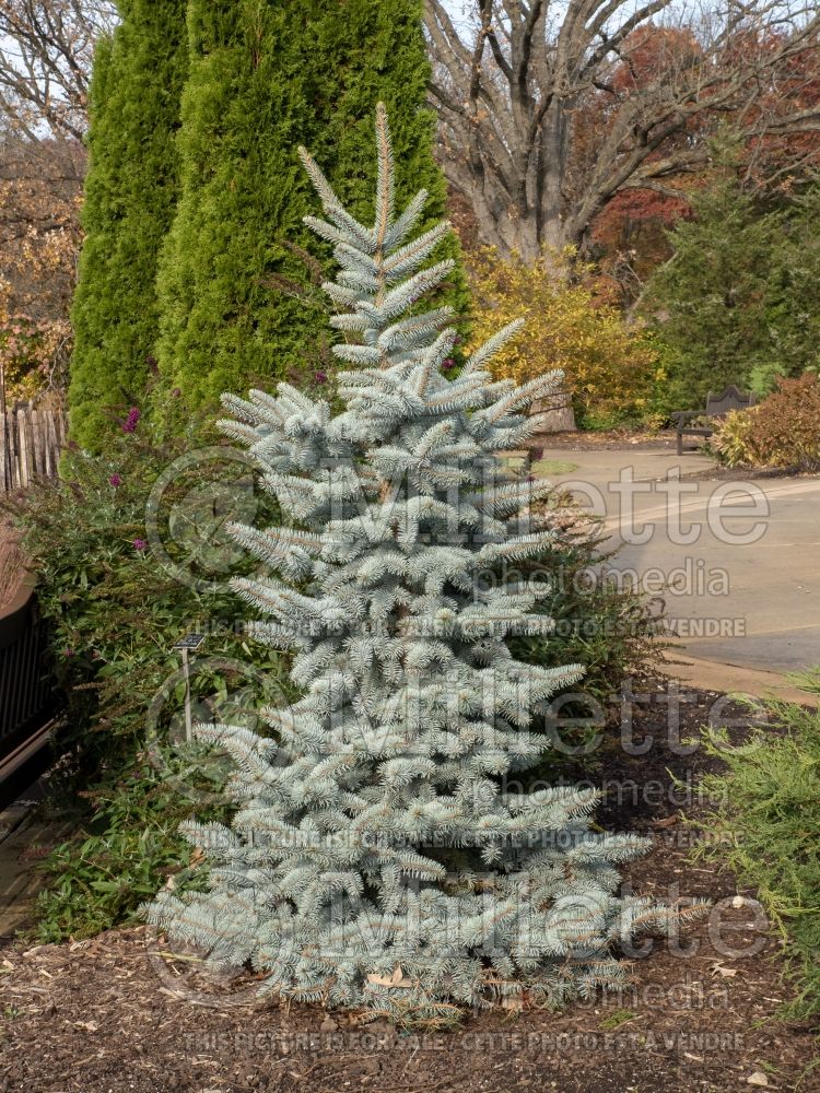 Picea Otto Von Bismark (Serbian spruce Mountain Spruce conifer) 2 