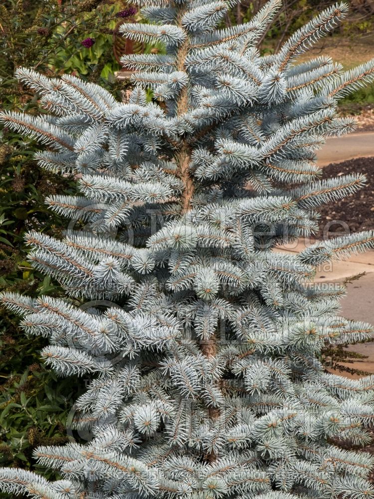 Picea Otto Von Bismark (Serbian spruce Mountain Spruce conifer) 3 