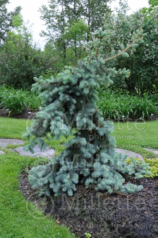 Picea pungens Pendula (Serbian spruce Mountain Spruce conifer) 1 