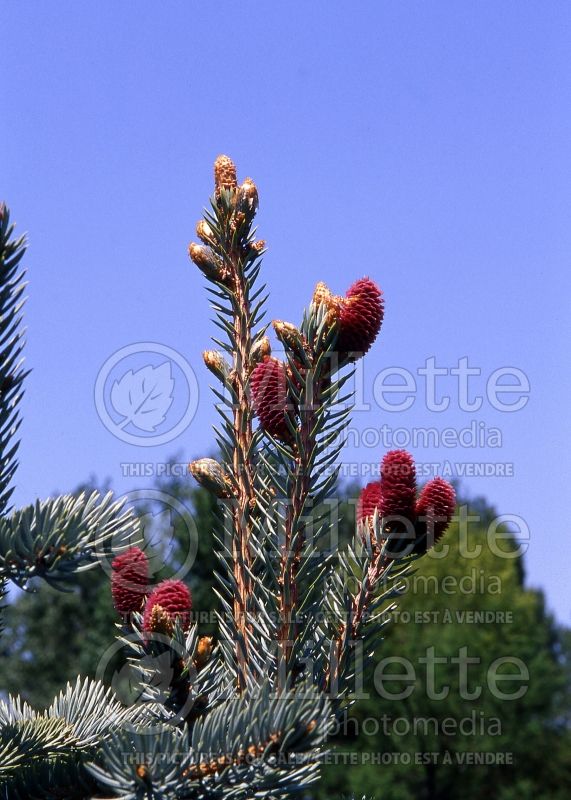Picea Royal Knight (Serbian spruce Mountain Spruce conifer) 1 