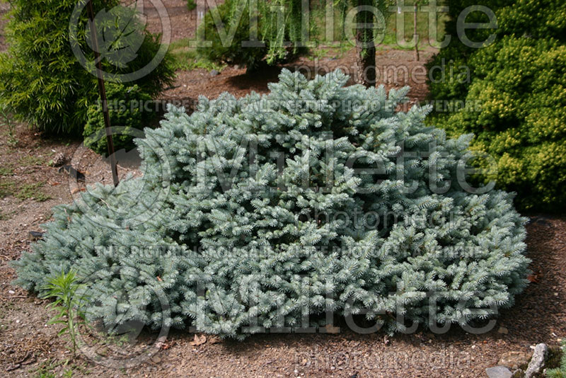 Picea Saint Mary's Broom or St. Mary's Broom (Colorado Spruce, Blue Spruce conifer) 1 