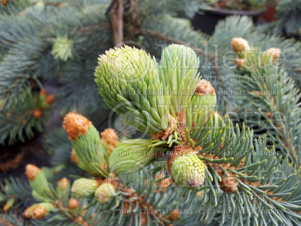 Picea Schovenhorst (Dwarf White Spruce conifer) 1
