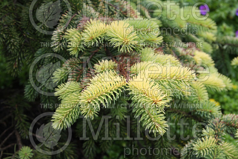 Picea Sunshine (Serbian spruce Mountain Spruce conifer) 2 