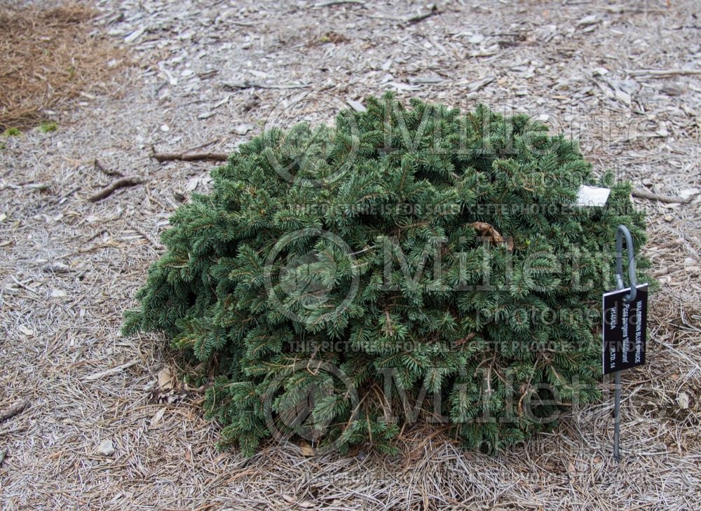 Picea Waldbrunn (Colorado Spruce, Blue Spruce conifer) 1 