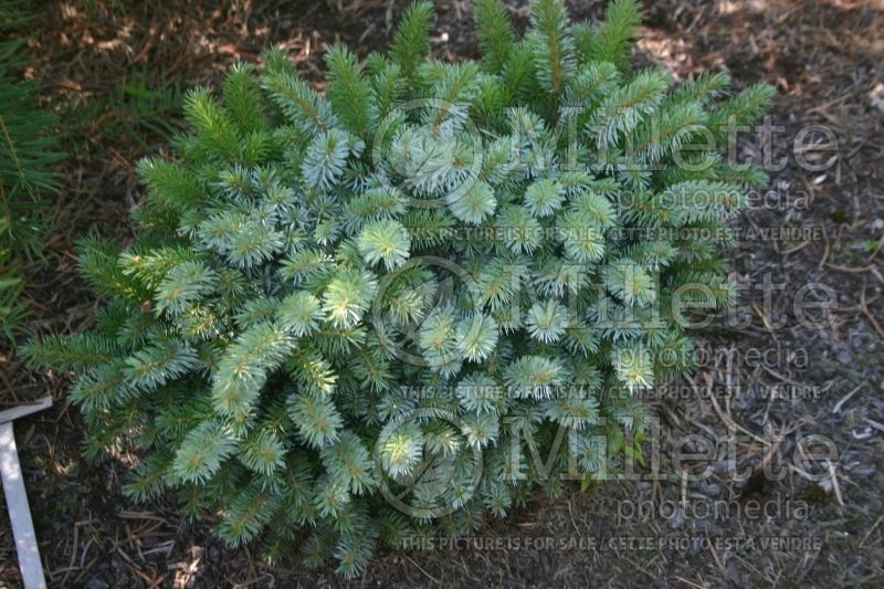 Picea Christina (Dwarf Sitka Spruce conifer)  1