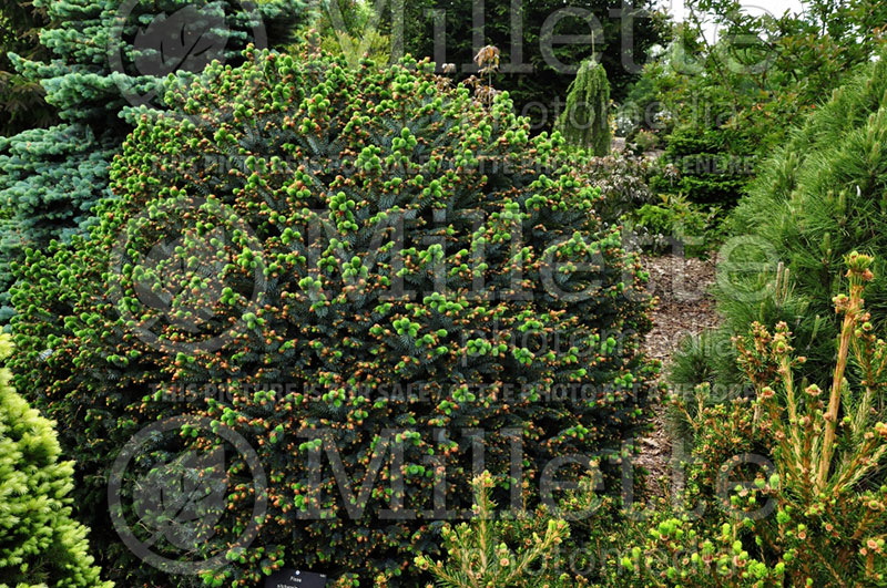 Picea Papoose (Dwarf Sitka Spruce conifer)  1