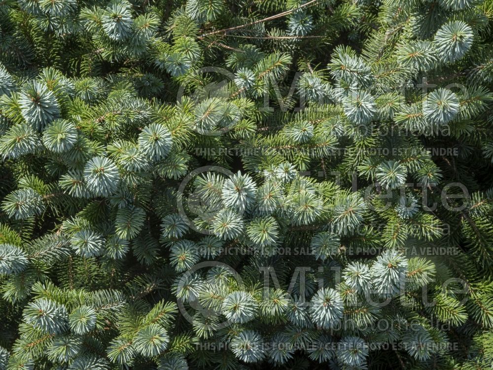 Picea Silberzwerg (Spruce conifer) 2