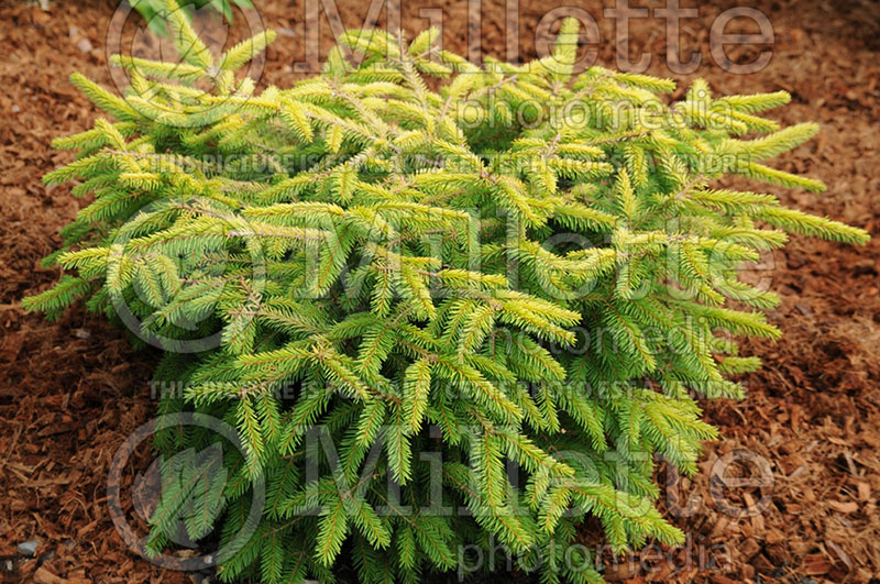 Picea Vermont Gold or Repens Gold (Norway Spruce conifer) 1  