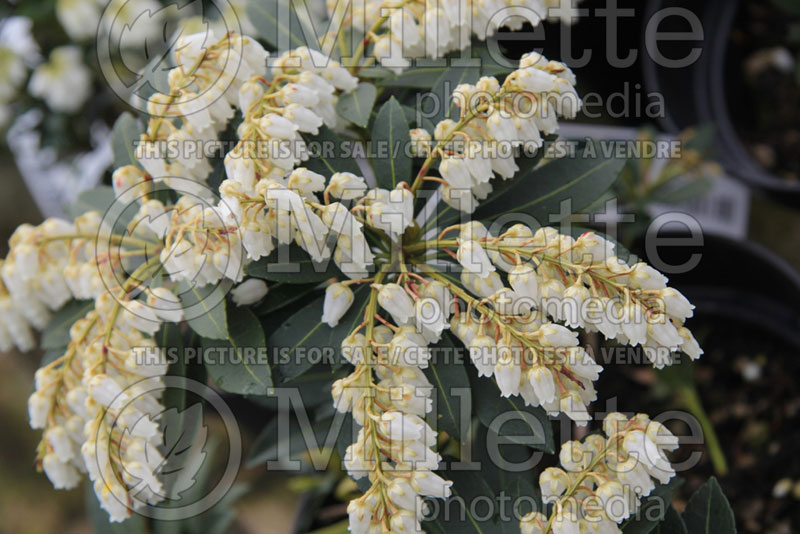 Pieris Menuet (Japanese Andromeda Lily of Valley) 1 