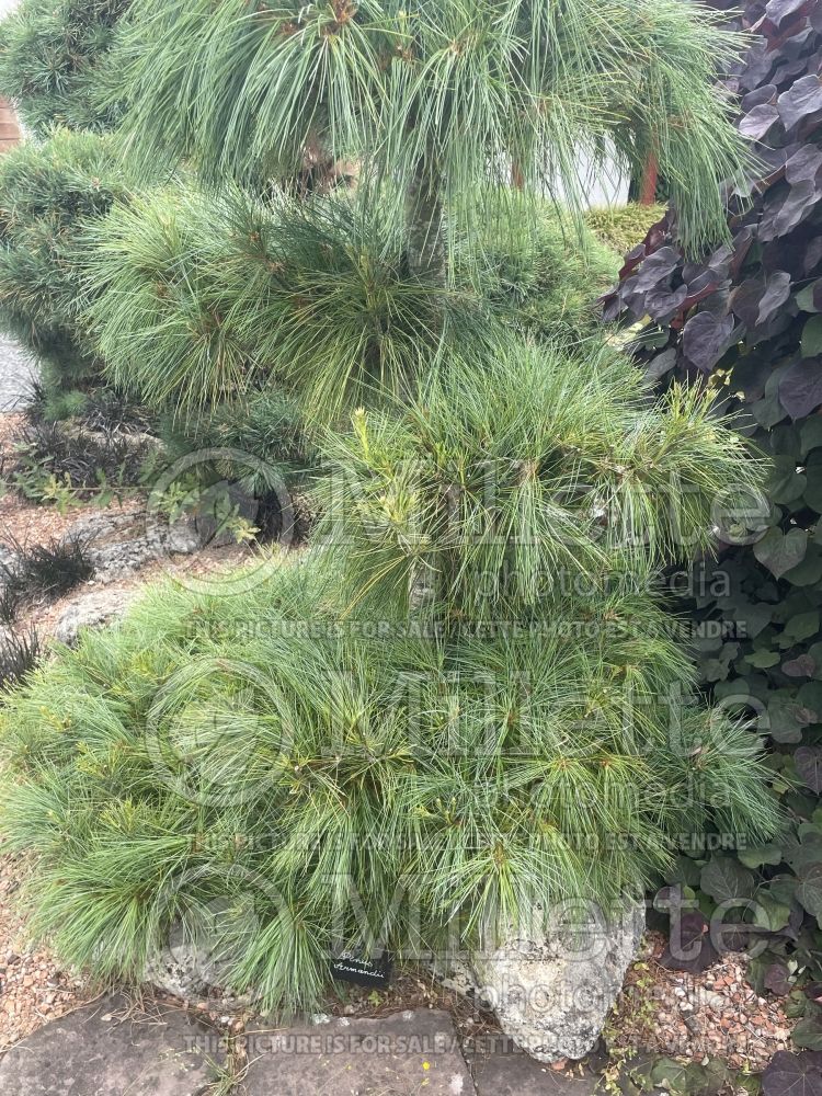 Pinus armandii (Pine conifer) 1