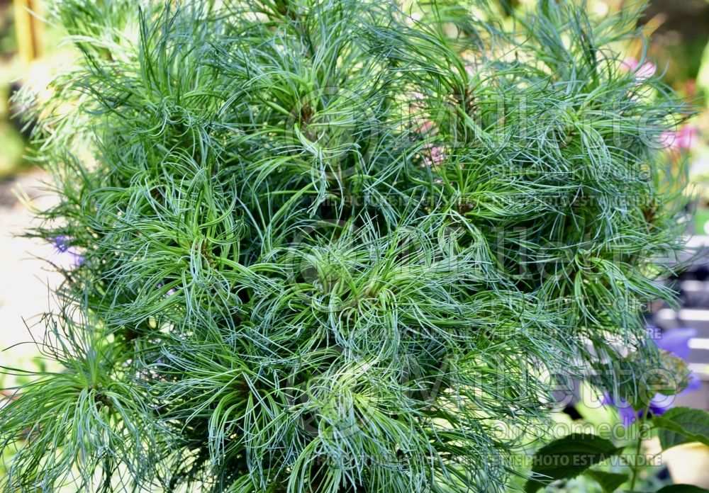 Pinus Green Twist (Pine conifer) 2  