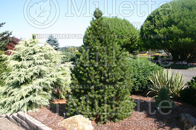 Pinus aristata (Bristlecone Pine conifer)  2