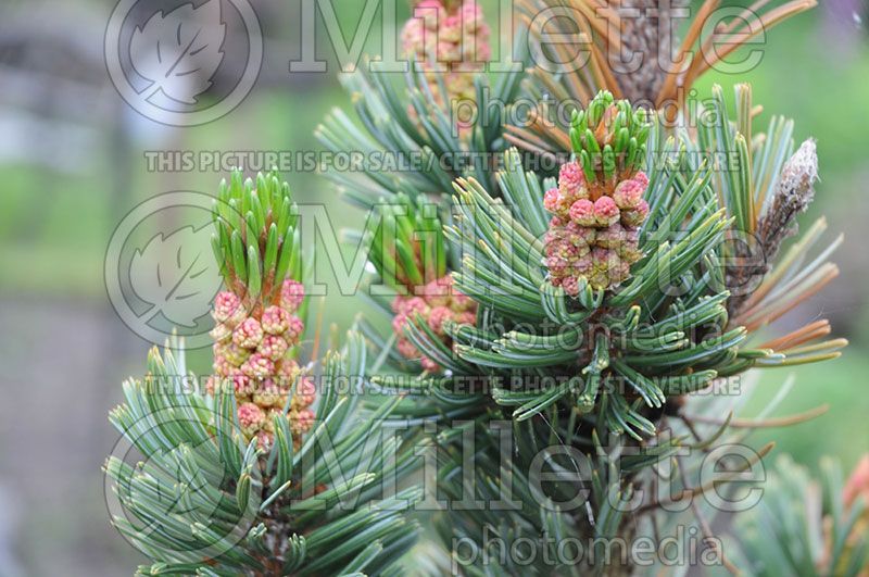 Pinus aristata (Bristlecone Pine conifer)  4