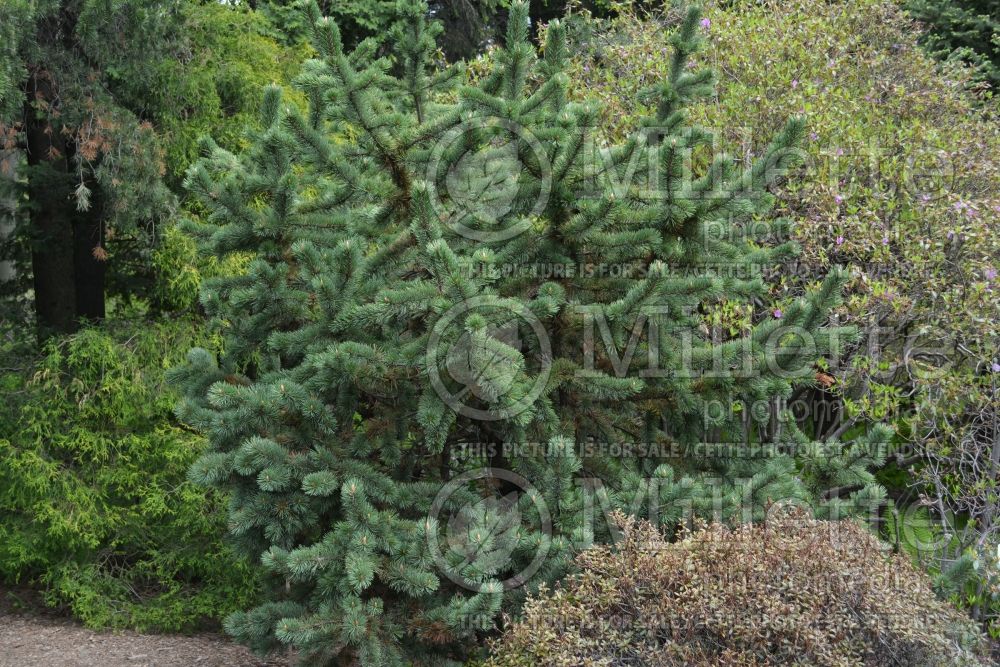 Pinus aristata (Rocky Mountain bristlecone pine conifer) 8 