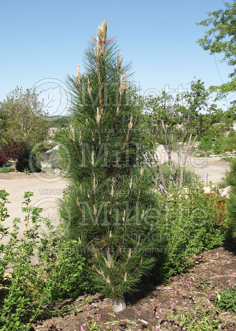 Pinus Arnold's Sentinel (Black Pine conifer) 4 