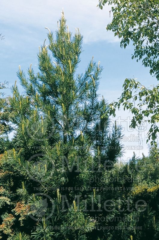 Pinus cembra (Swiss Pine conifer) 3