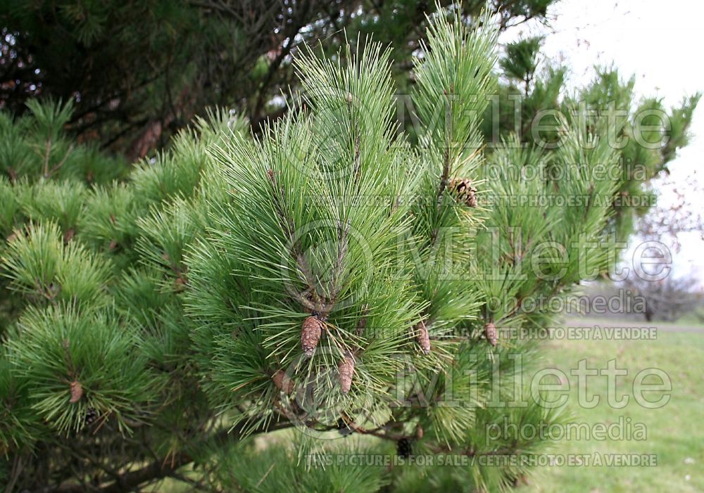 Pinus Globosa (Pine conifer) 1